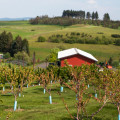 How Organic Agricultural Farm Tours & Wellness Near Los Angeles Benefit African American Health