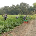 The Growing Trend of Independent Farms: A Deep Dive into Organic and Natural Farming Methods