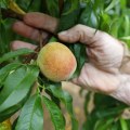 Can You Freeze Peaches? Lessons From Generations of African American Farming Traditions