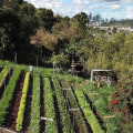 The Impact Of The Largest Black-Owned Organic Farm Ranch Near Los Angeles CA On Local Communities