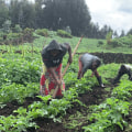 The Advantages of Subsistence Farming