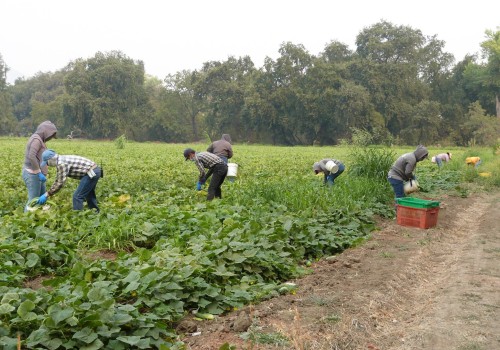 The Growing Trend of Independent Farms: A Deep Dive into Organic and Natural Farming Methods