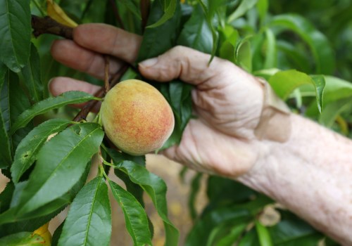 Can You Freeze Peaches? Lessons From Generations of African American Farming Traditions